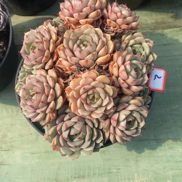 玲*一物一拍本吧多肉2