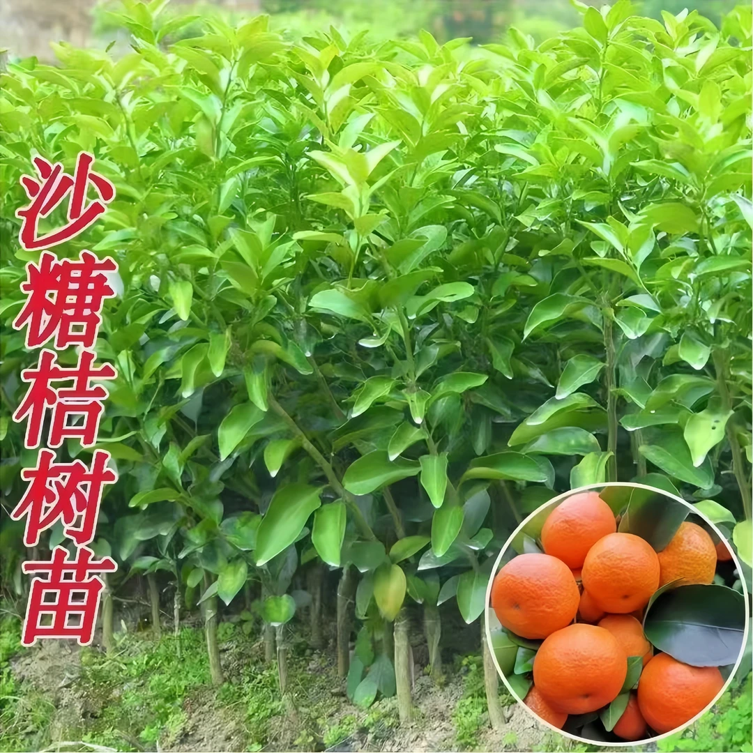 广西正宗砂糖橘果树苗基地直发南北方阳台庭院盆栽地栽种植不带果
