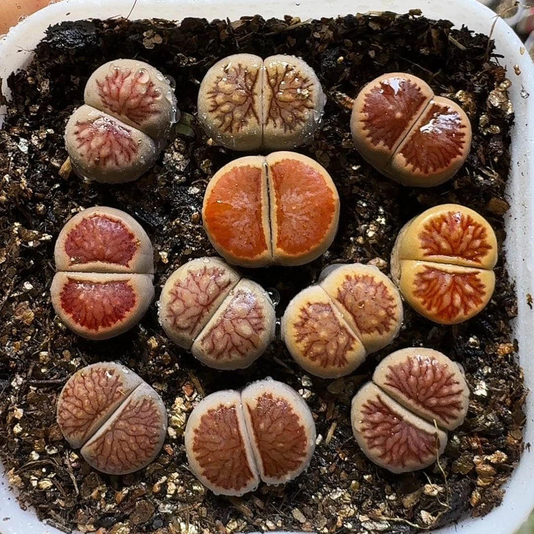 生石花1111111。   1公分2。   350