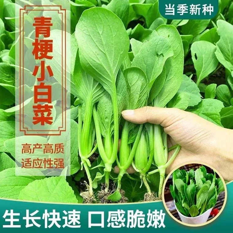 耐热速生青梗小白菜种子四季阳台盆栽菜籽种高产易种植农家蔬菜孑