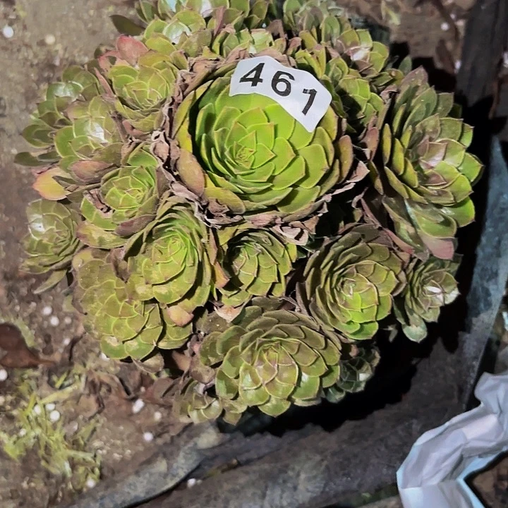 461红魔多肉植物不售后