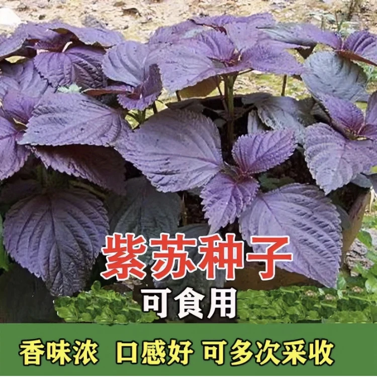 【营养紫苏种子】家庭阳台小院盆栽地栽四季种植