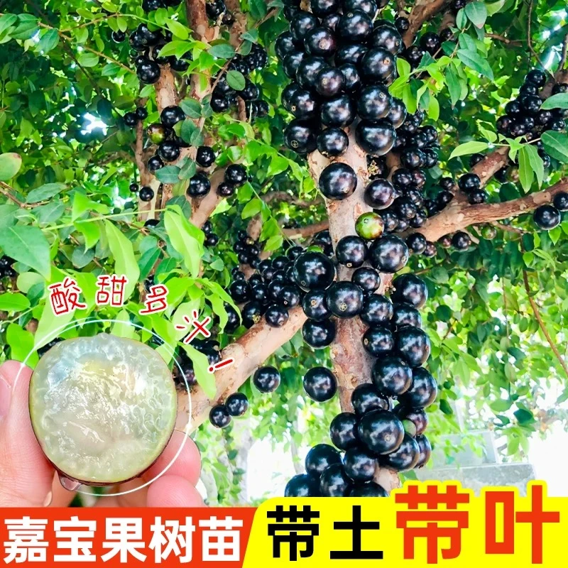 四季嘉宝果树果苗沙巴艾斯卡树葡萄苗果树庭院名贵南北方种植盆栽