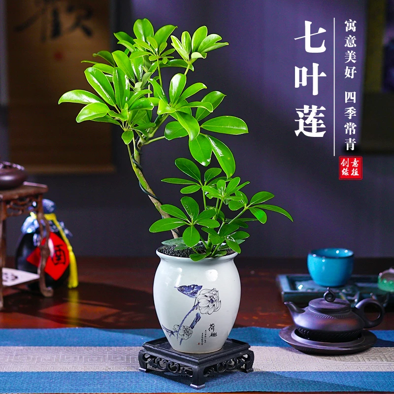 七叶莲鸭脚木造型款净化空气八方来财绿植花卉盆栽室内客厅植物