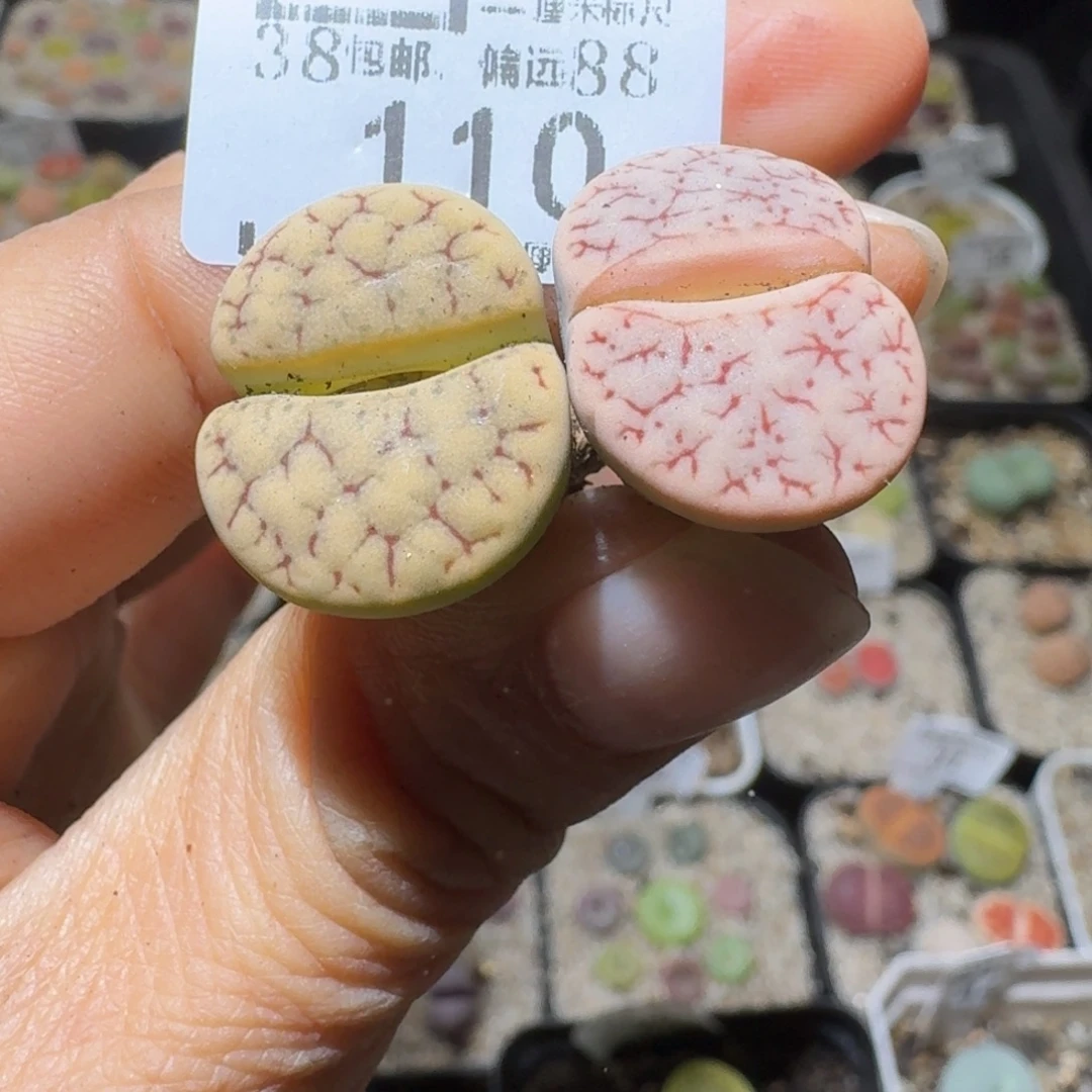 小***ᐝSss清仓价可便宜了110