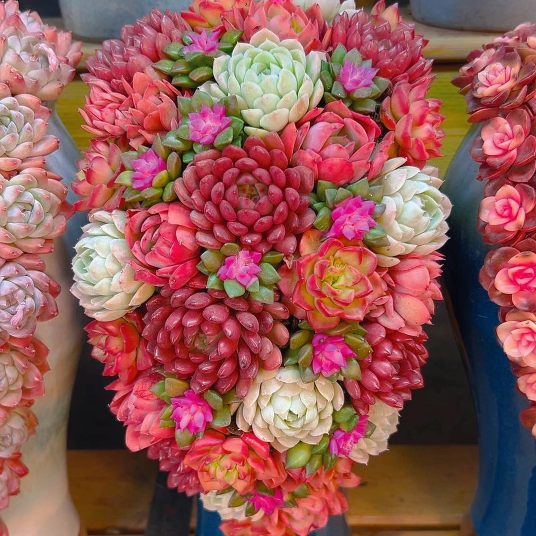 036硕果累累多肉