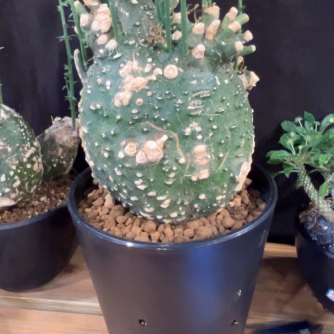 米***特潮流植物潮流植物