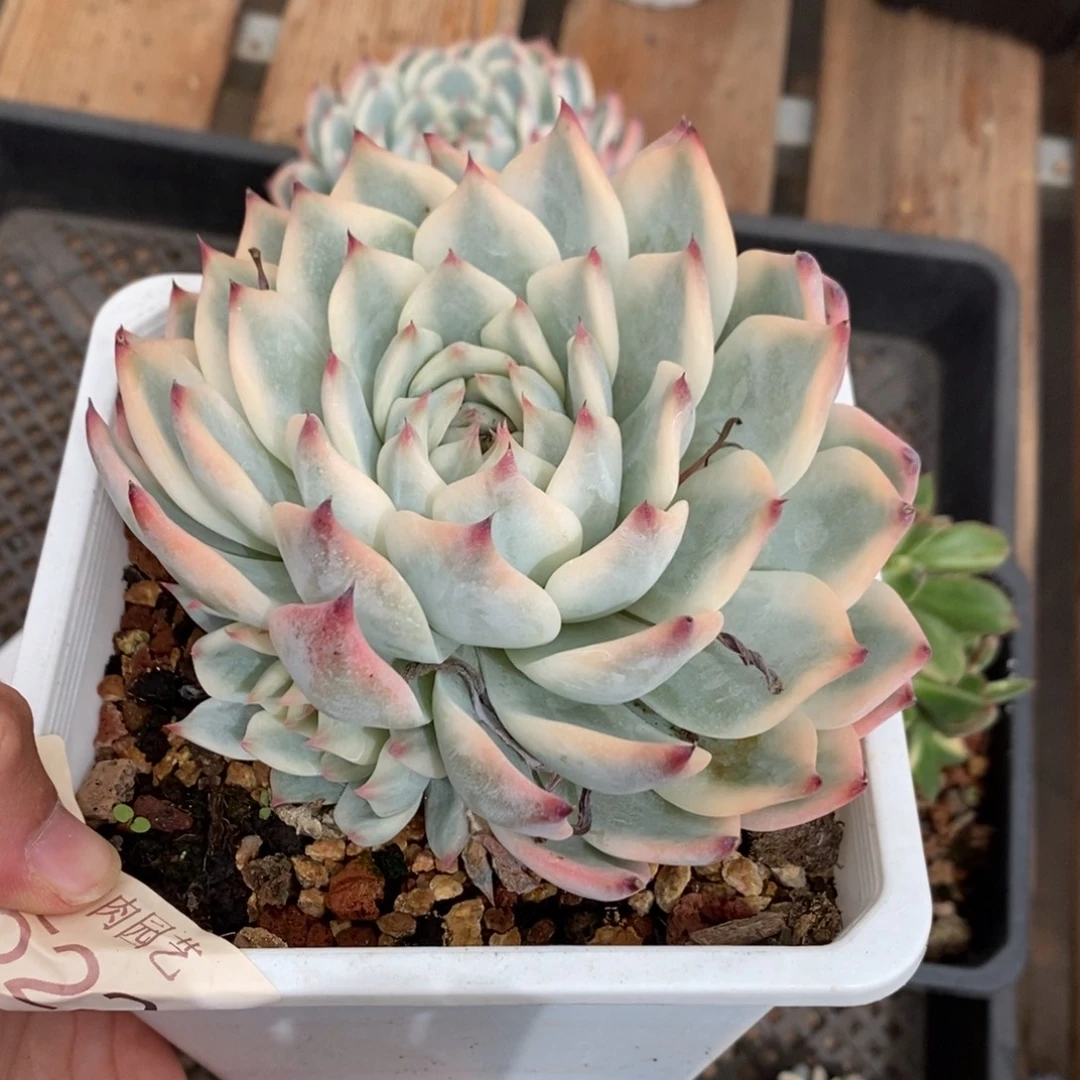 吉娃娃锦多肉植物8551