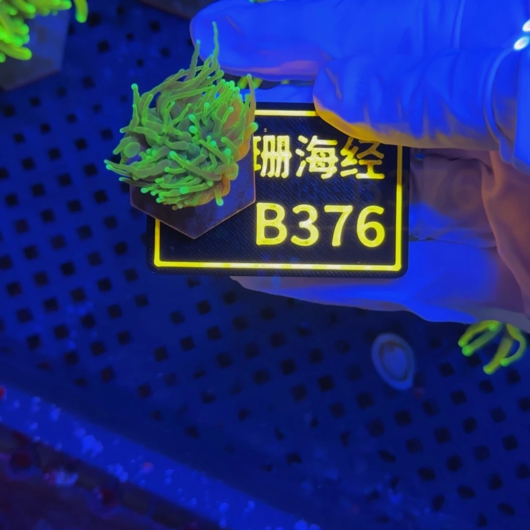 纽扣珊瑚来****爸晓晓不包邮龙魂金B376