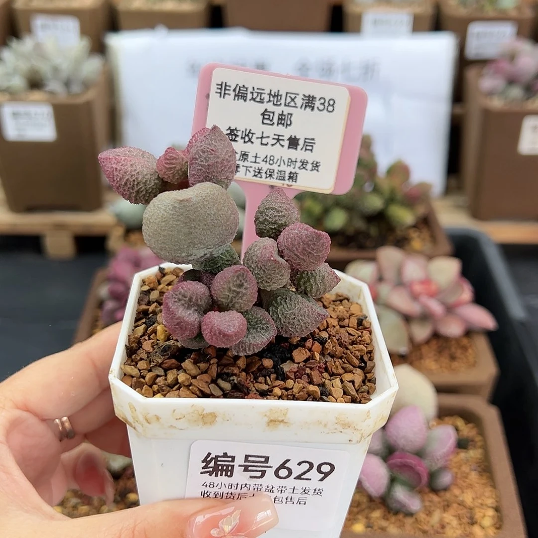 629水蜜桃多肉植物