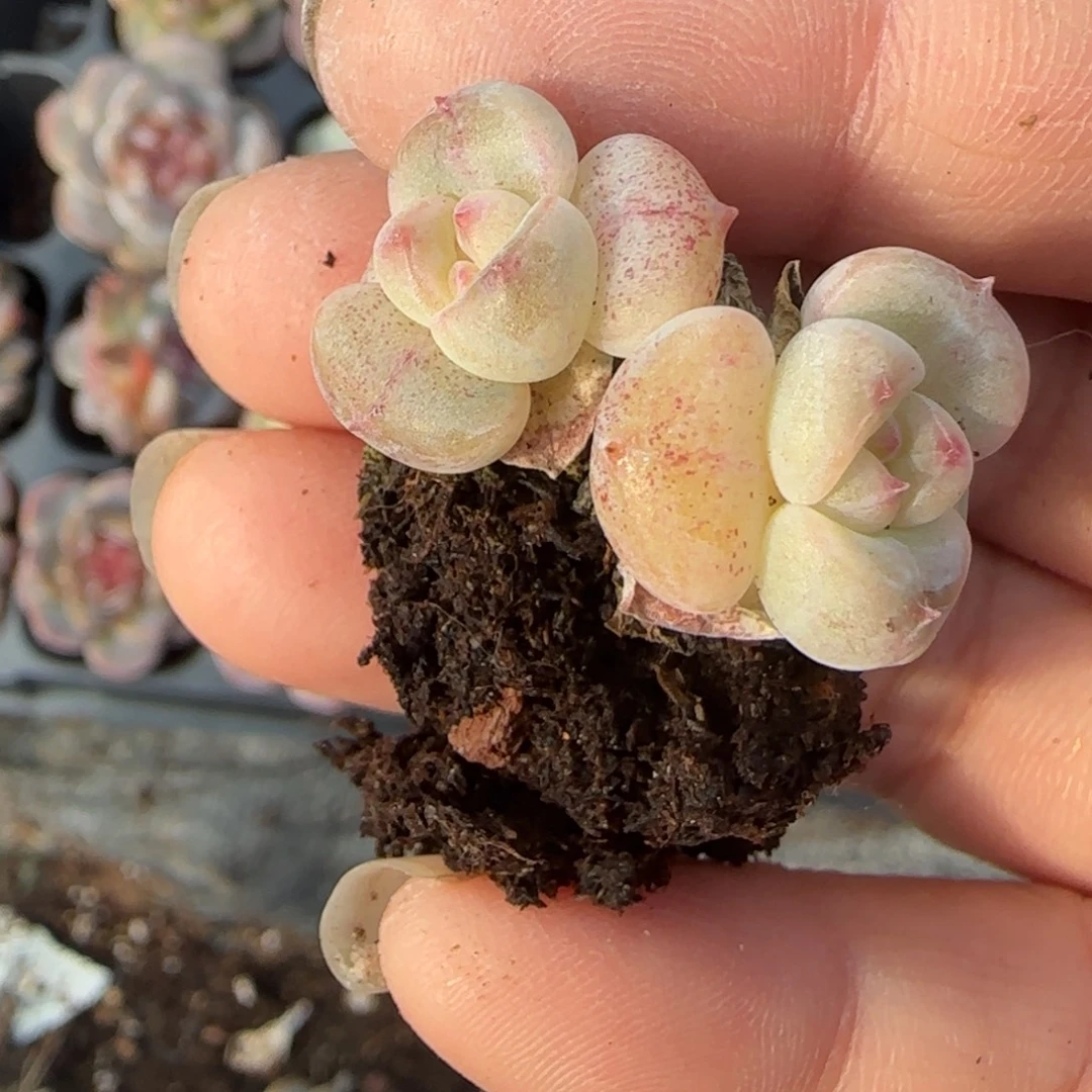 小卡拉米糖心一物一拍