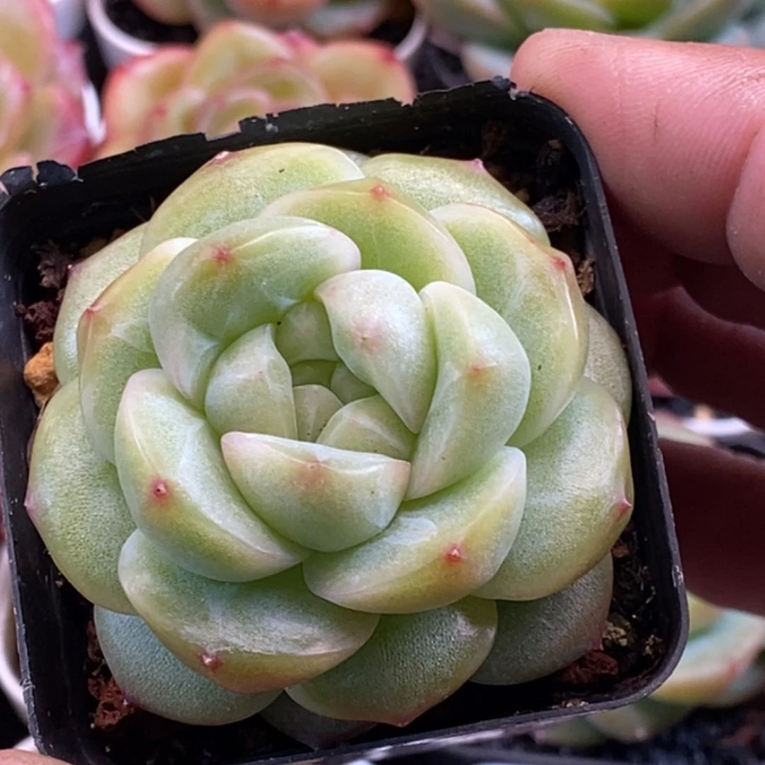 天官赐福百无禁忌