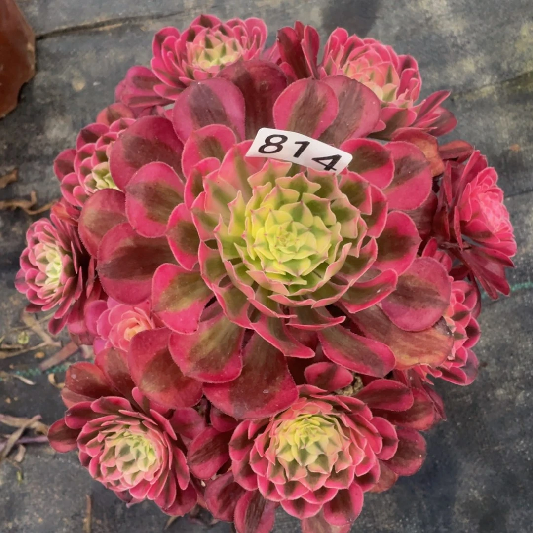 814红铜白111111多肉