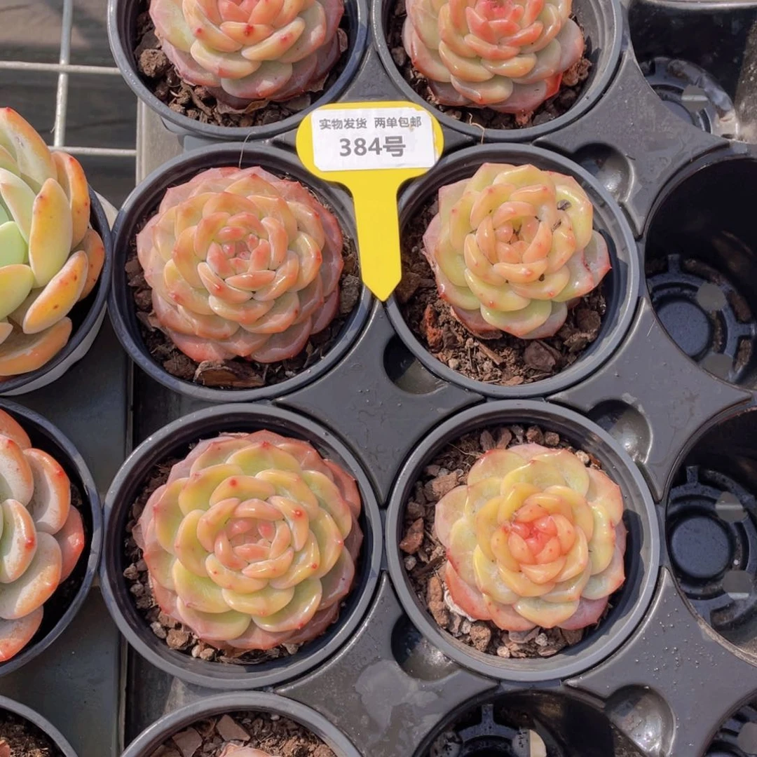 384号珍妮琥珀单头一个