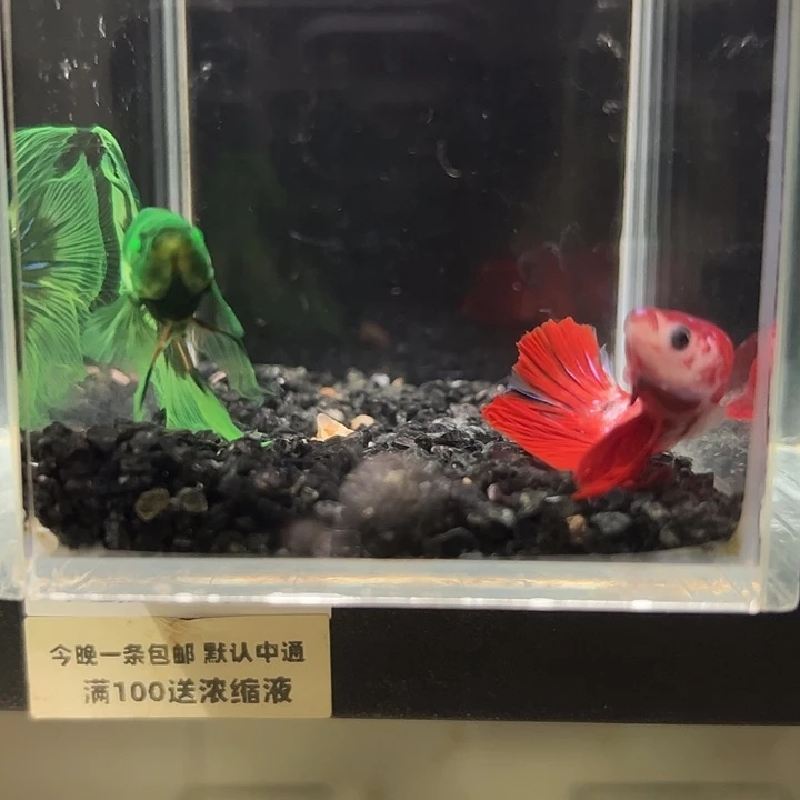 斗鱼竞拍跑单拉黑30日14