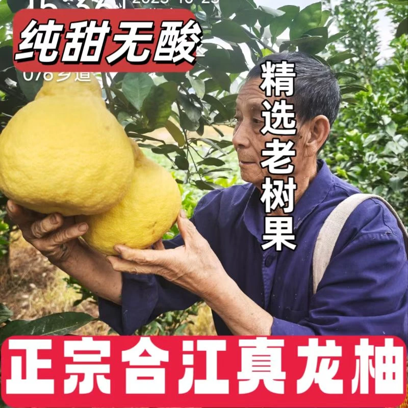 25年新鲜正宗合江真龙柚纯甜柚子四川泸州特产沙田柚柚子多汁