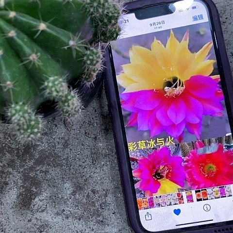 冰与火仙人球，257899