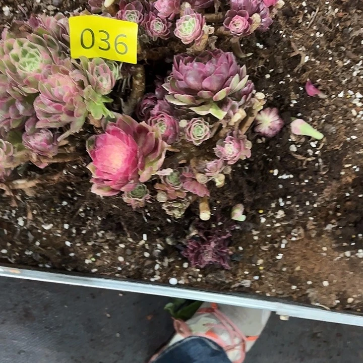 多肉植物福利036