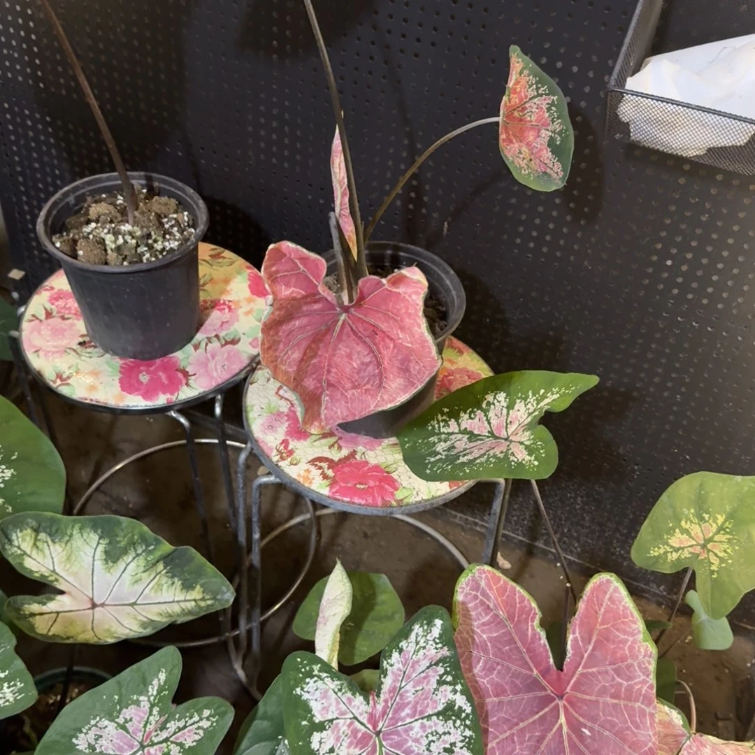 布***记完全开放泰版月光覆盆子不包叶损