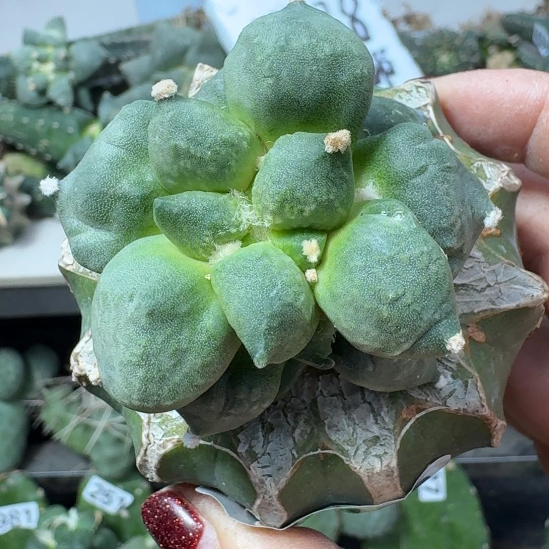 【闪购商品】无花朵王*变尤492