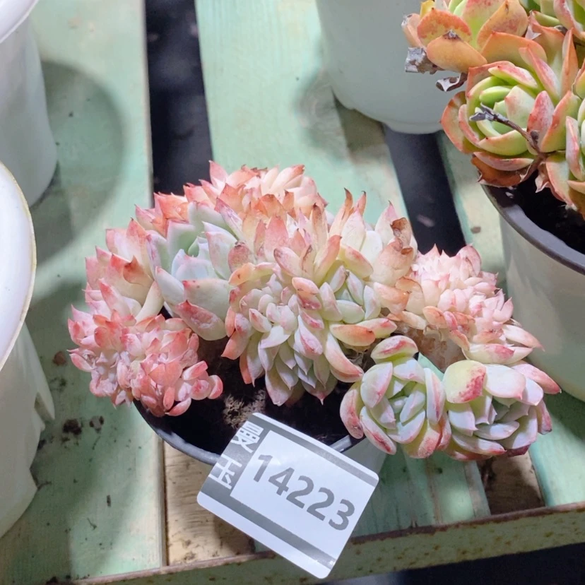 【闪购商品】莎莎女王缀14223