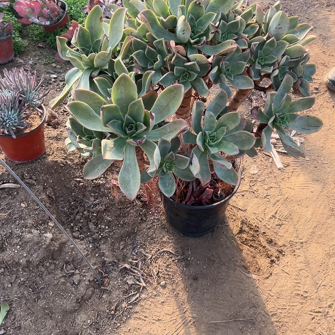 喜***柚多肉植物多肉植物