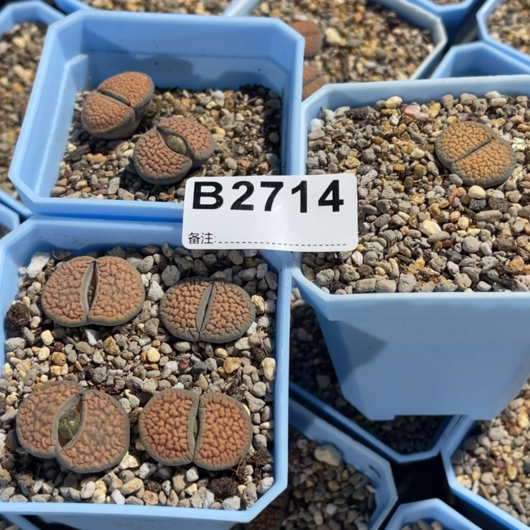 h***z2714血点朝贡7颗专拍