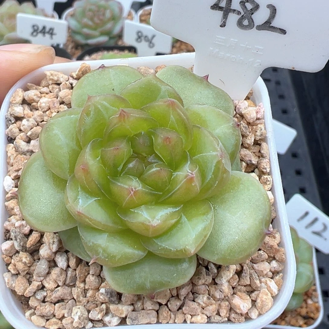 482号啊啊啊啊啊啊啊啊啊
