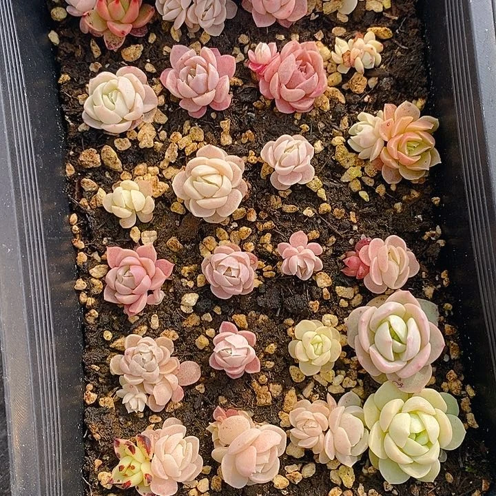 227 多肉植物盆栽花卉植物