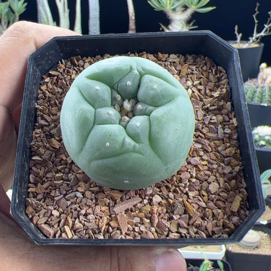 草球4一物一拍默认脱土发