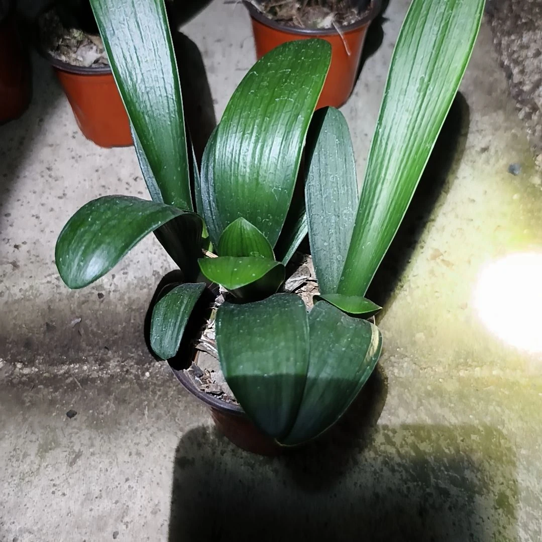 @***世当前无花栽培后可以开花黑红重苗三棵特惠