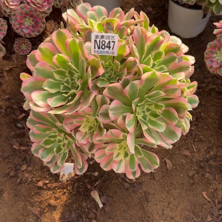 847白凤官服30左右2