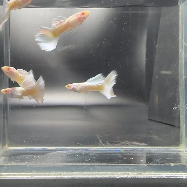 小***一孔雀鱼白雪公主公2条