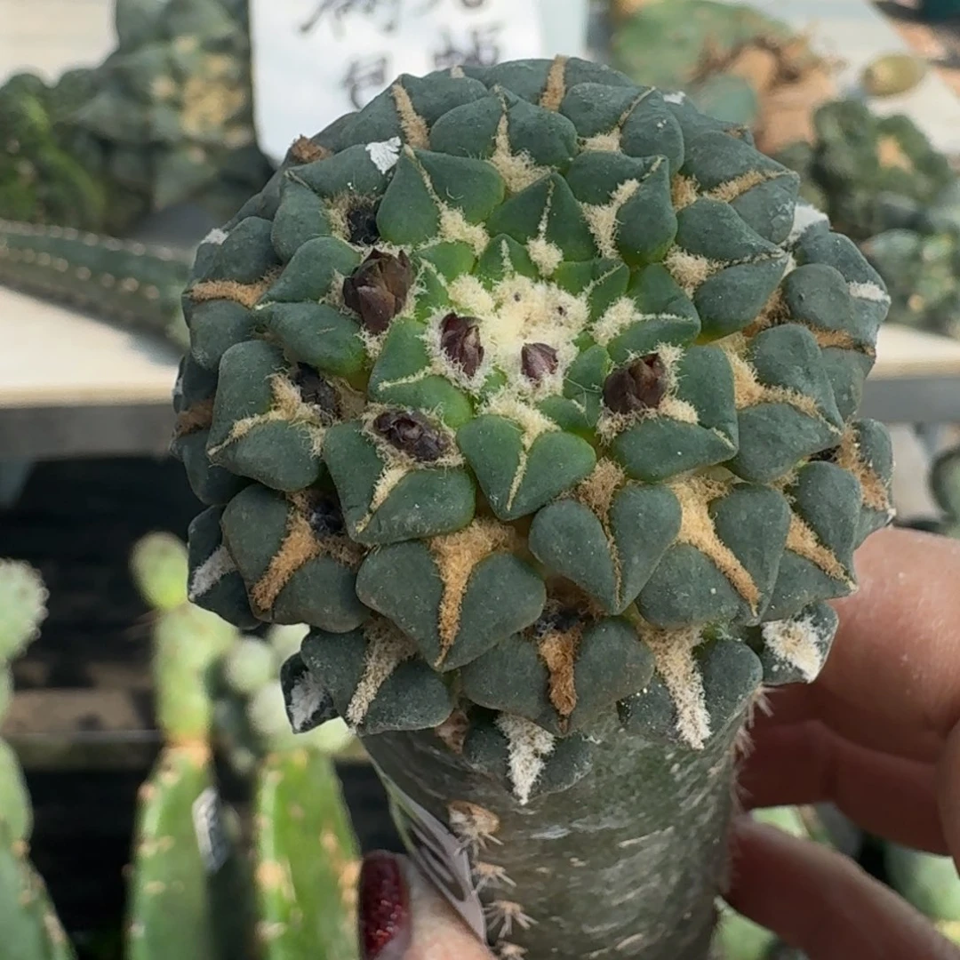【闪购商品】无花朵欧系馒头姬牡丹380