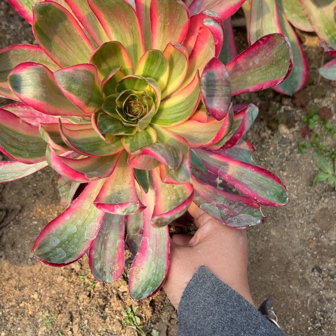 95烈焰多肉植物一