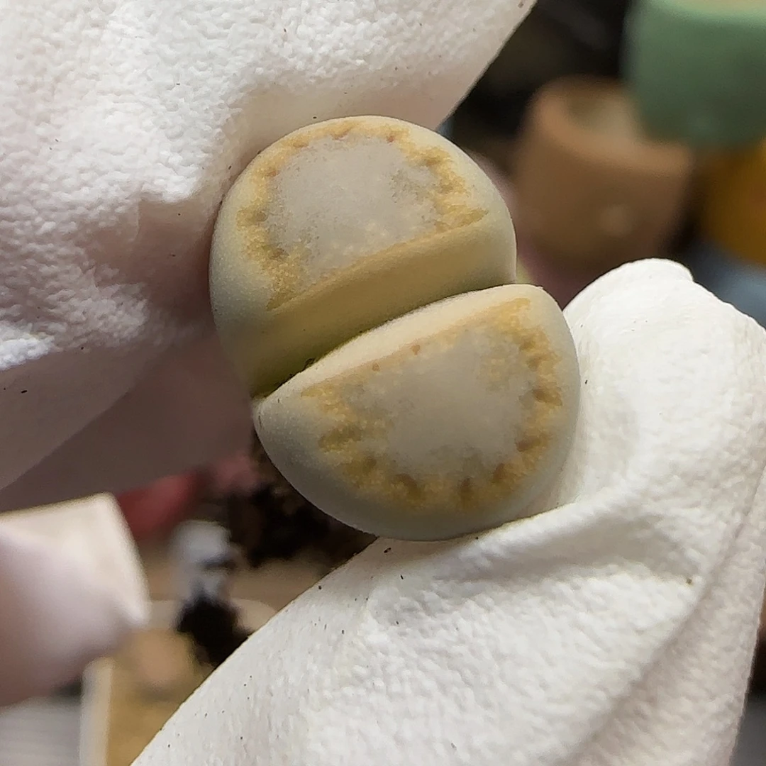 11.21.c216饼干.9023尺寸1.3cm微腿