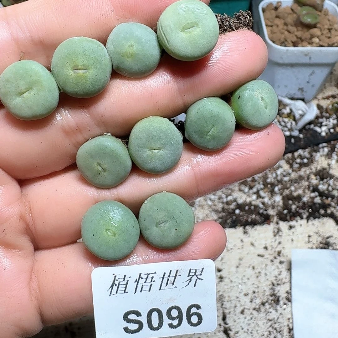 1颗一组量拍多肉植物哇c