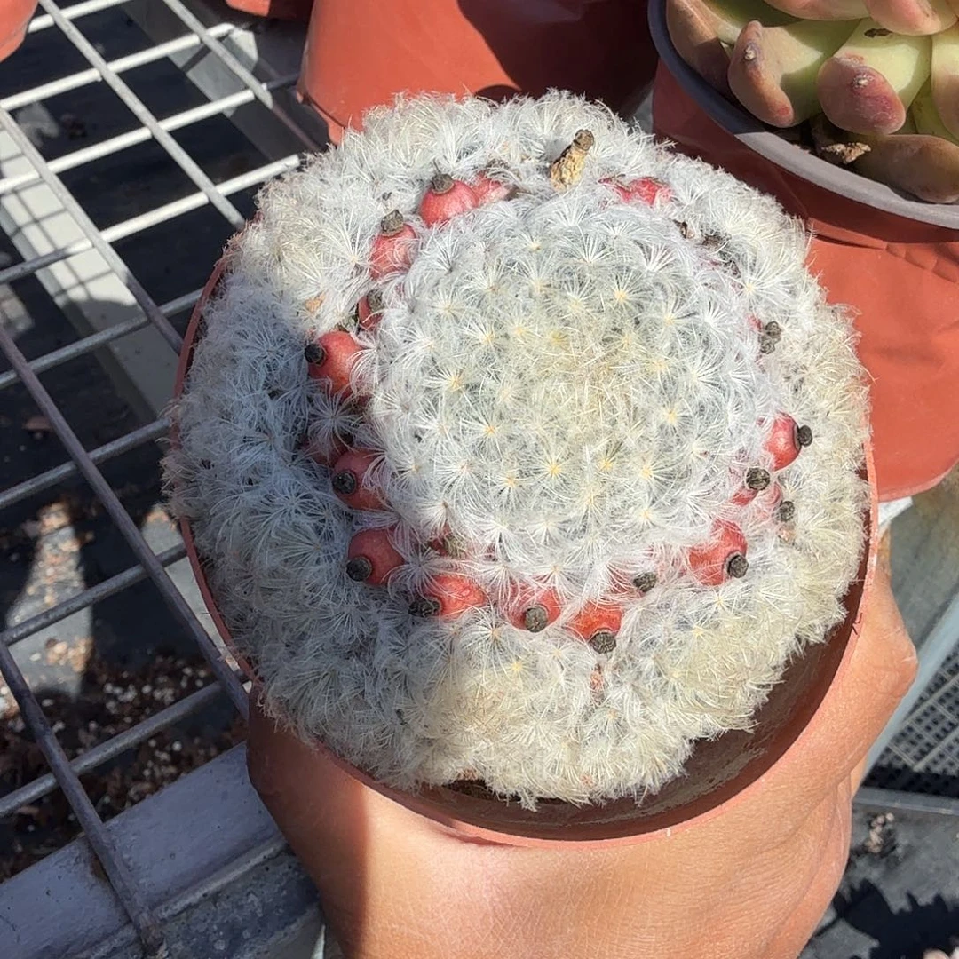 白星多肉植物精品