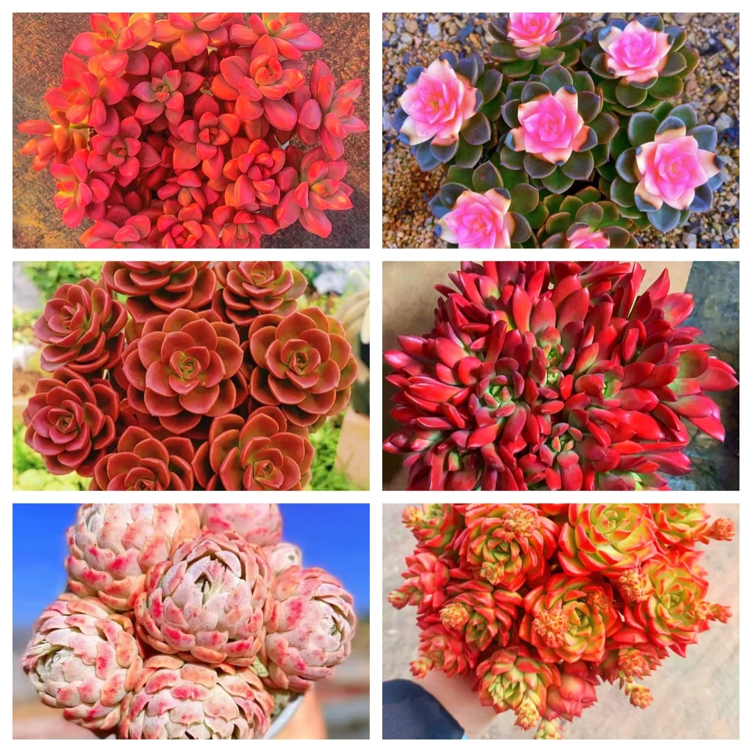 MS耐旱耐热一大箱，全部挑好的发,6个带盆土，云南基地发。