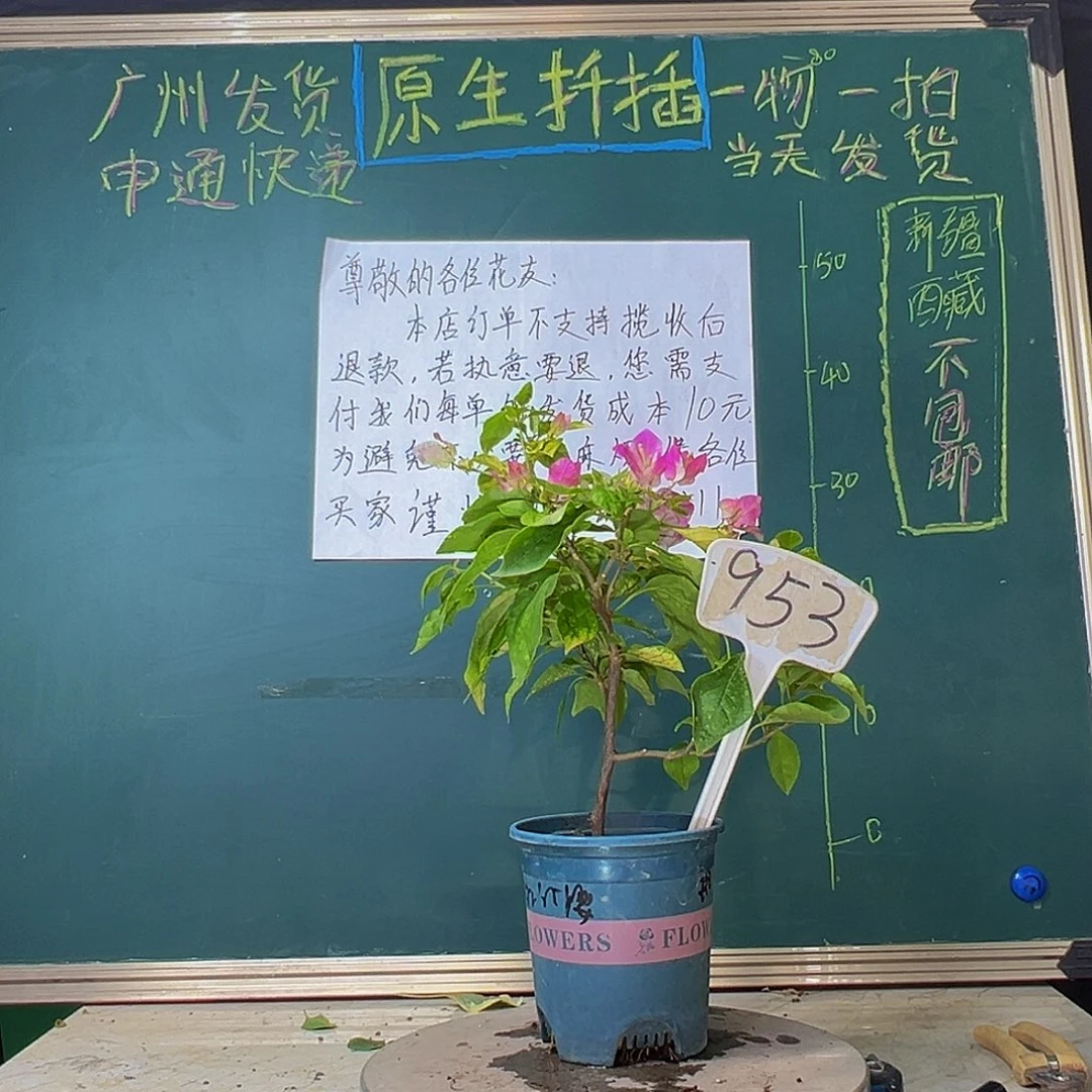 当前无花栽培后可以开花斑红樱953