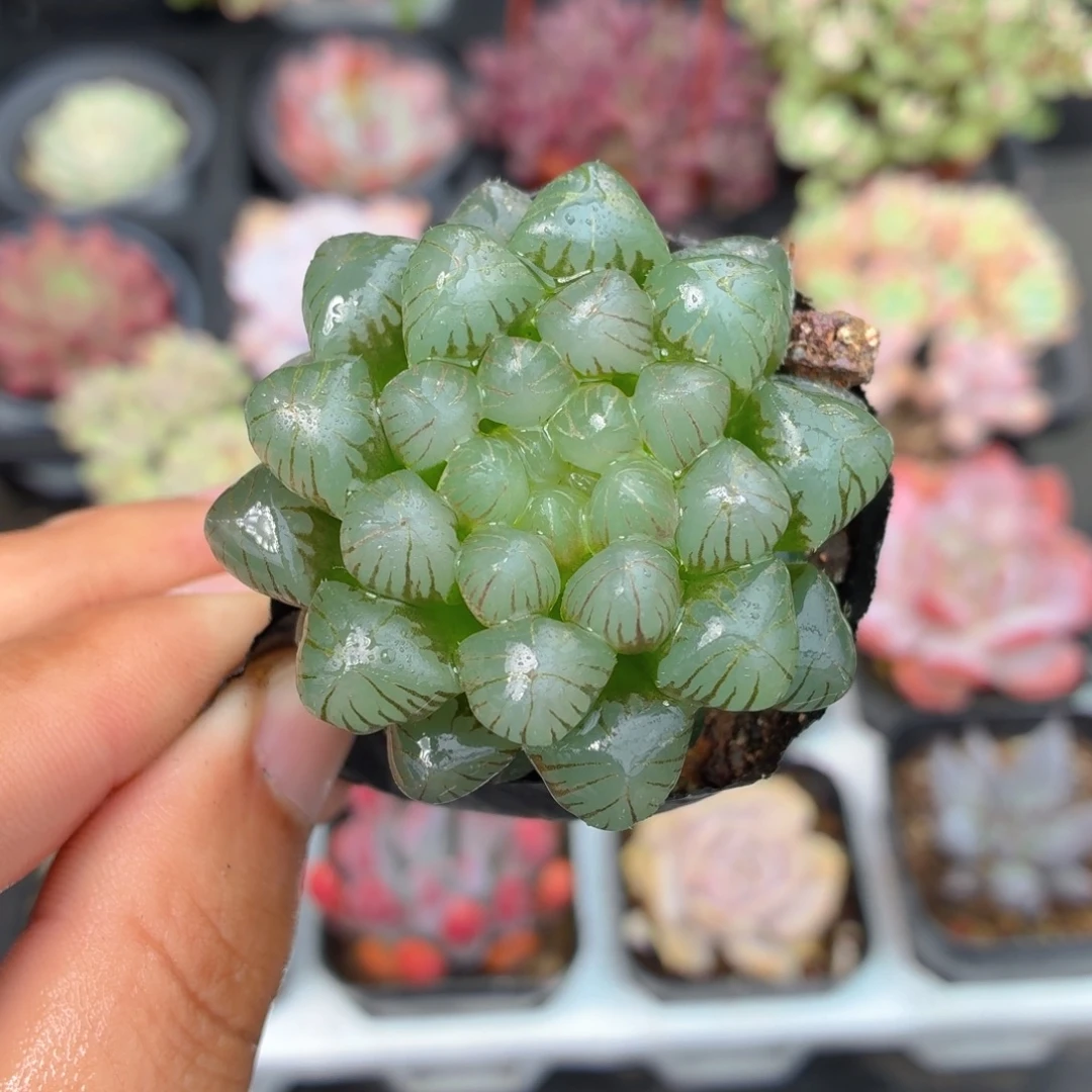 姬玉露多肉9.9包邮发货