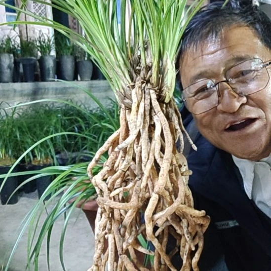 完全开放莲瓣兰的品种小雪素