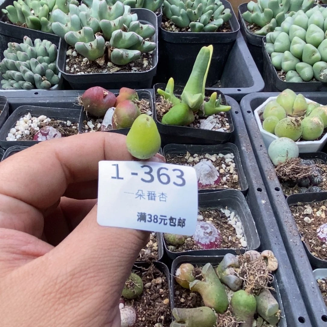 长****盗5666666666666668888