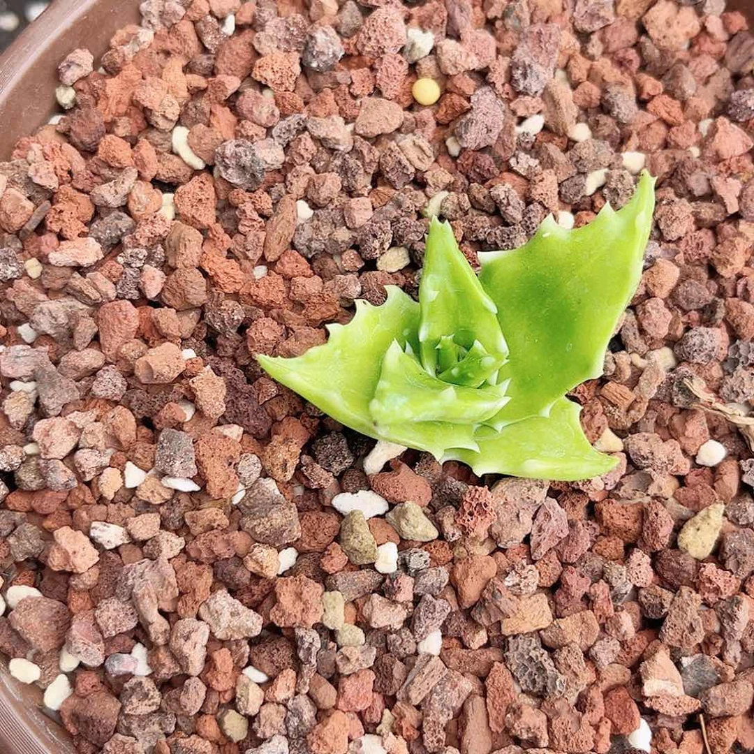多肉植物钢果芦荟