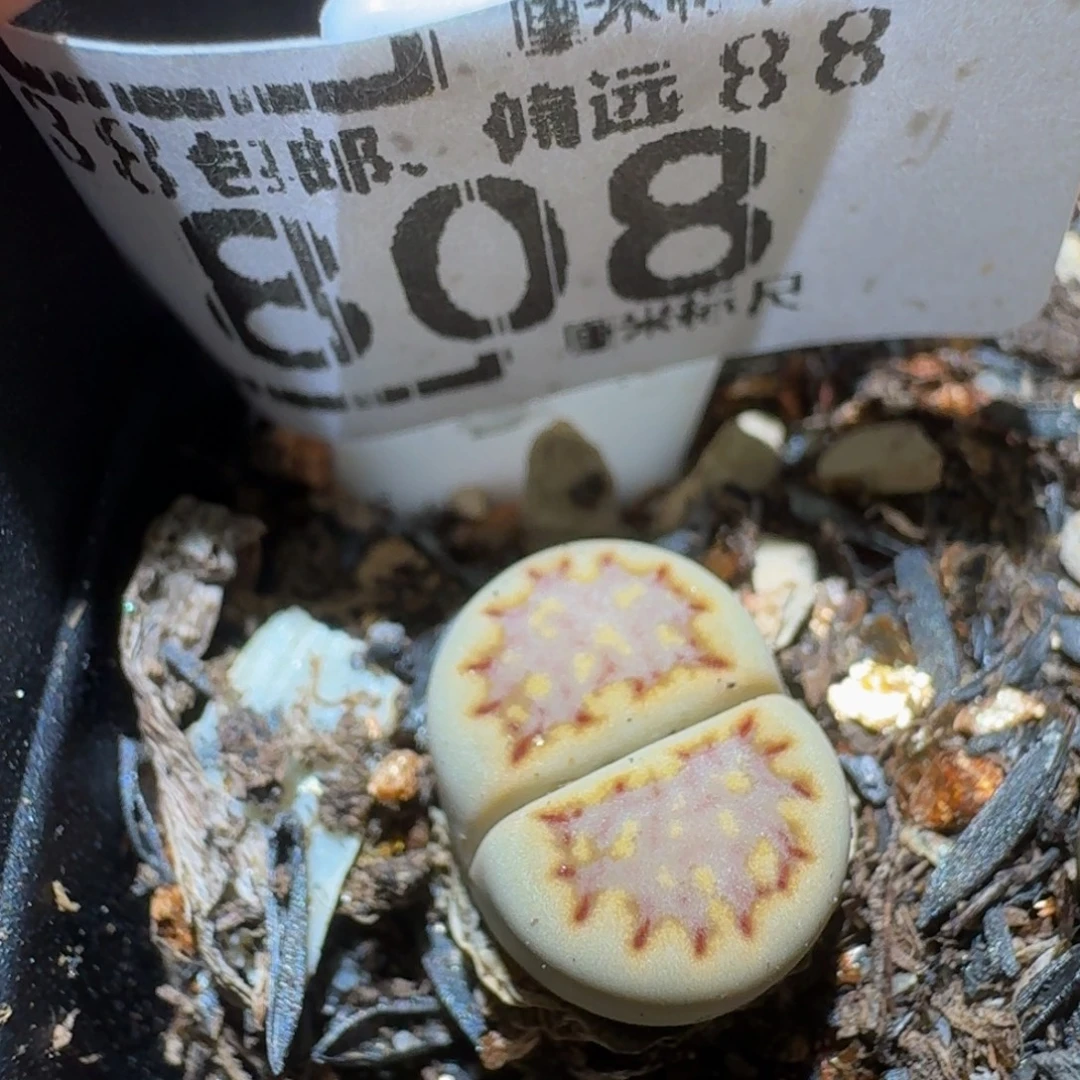 Ssss精品生石花808