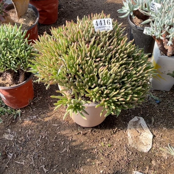 416号维思辛达多肉植物