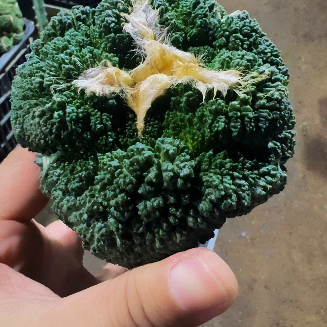 无花朵福利大尤哥斯拉牡丹002