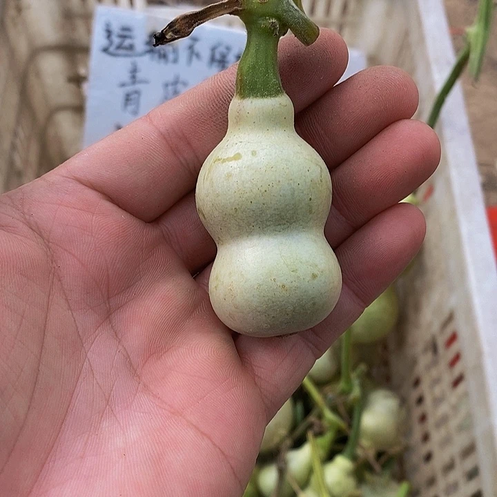 用****9哈哈哈哈哈哈恍恍惚惚