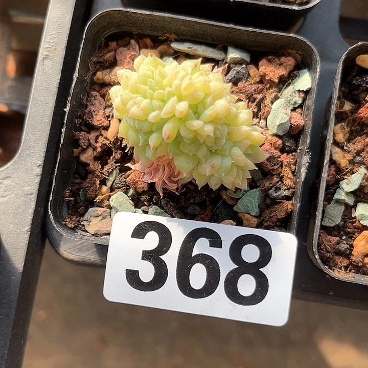 沉****6多肉植物一物一拍