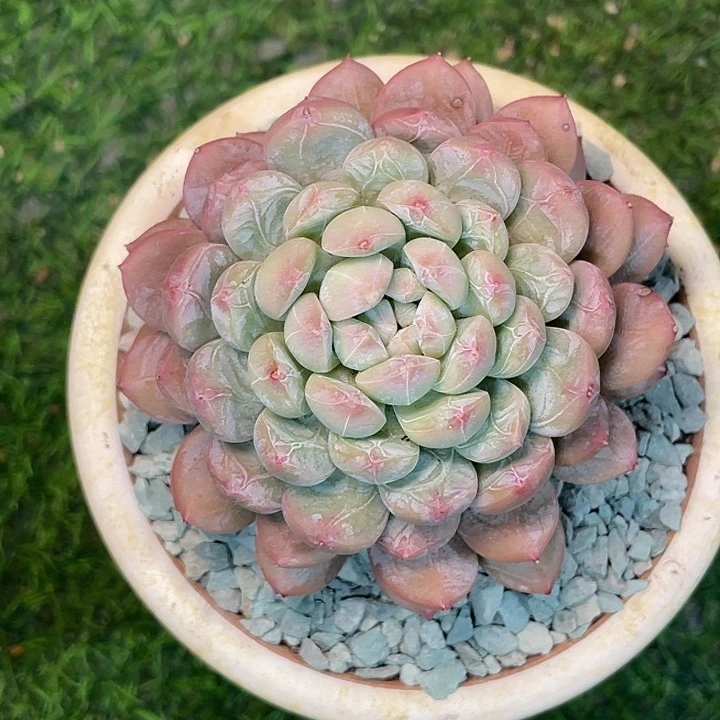 这么着了吧就百达翡翠